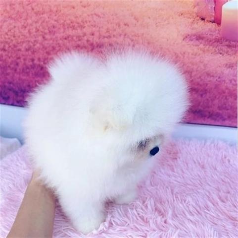 $400 : Pomeranian puppies image 1