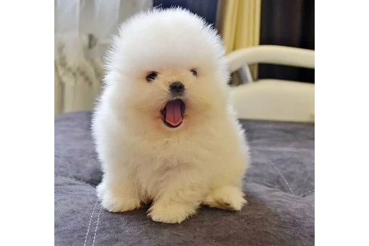 $23 : English bulldog image 1