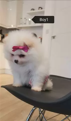 Kc Champion Pomeranian Puppies image 2
