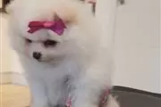 Kc Champion Pomeranian Puppies thumbnail
