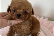 $500 : Teacup poodle puppies thumbnail