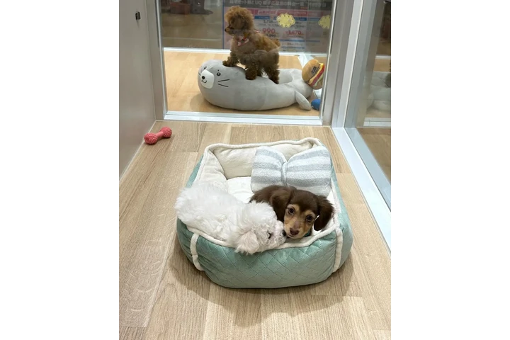 $350 : Cachorros miniatura en venta image 3