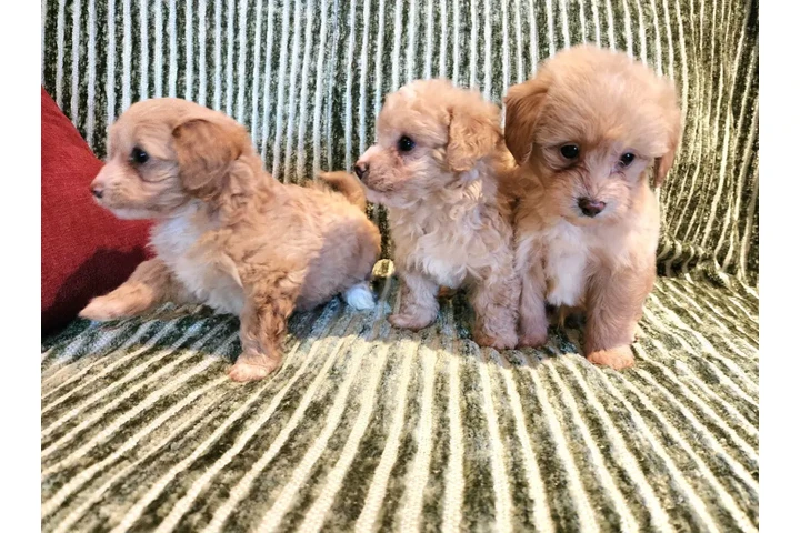 $480 : Perritos Adorables image 8