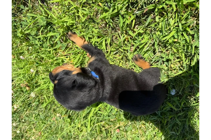 Cachorros Rottweiler en venta image 1