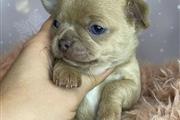 chihuahua en venta en Los Angeles