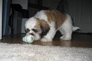 $450 : Shih Tzu Puppies for Re-homing thumbnail