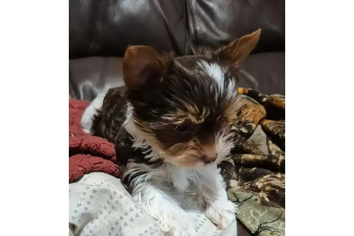 $1200 : Female chocolate biewer Yorkie image 4