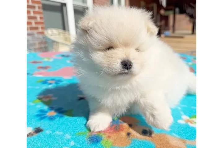 $400 : Pomerania taza de té disponibl image 2