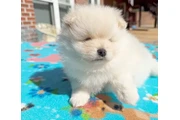 $400 : Pomerania taza de té disponibl thumbnail