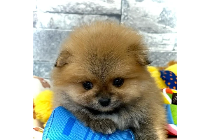 $350 : Pomerania miniatura image 3