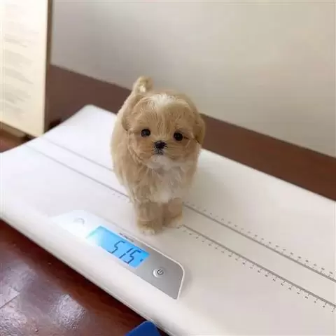 $400 : Teacup maltipoo puppy for sale image 2