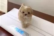 $400 : Teacup maltipoo puppy for sale thumbnail