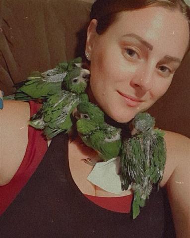 $500 : tame baby Macaw parrots image 3
