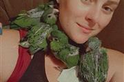 $500 : tame baby Macaw parrots thumbnail