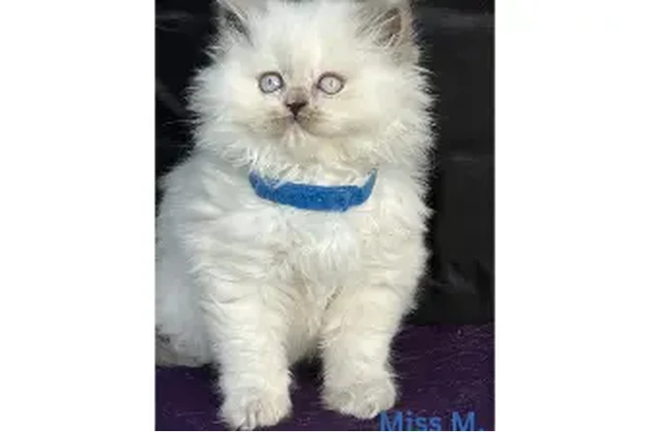 $477 : Adorable British Shorthair Kit image 3