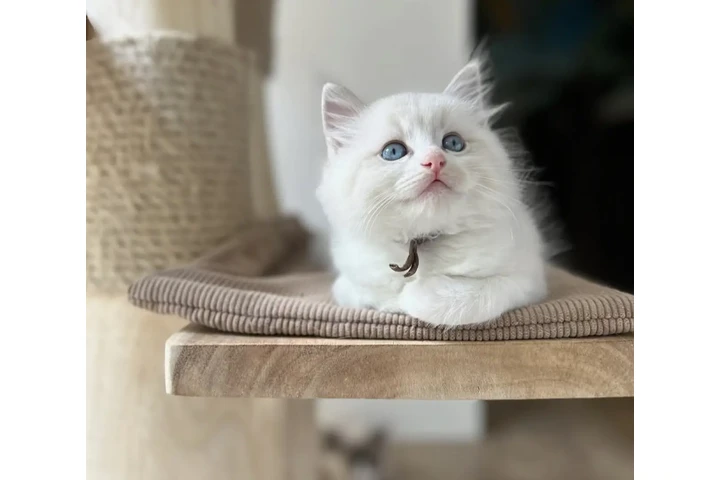 $250 : Ragdoll available image 1