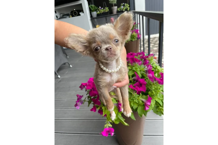 $250 : Chihuahua teacup puppies image 8