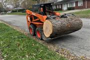 🌳Professional Tree Services🌳 en Indianapolis