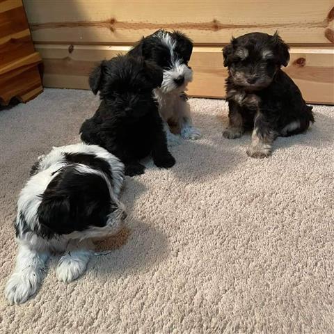 $500 : Best Snauzer puppies for sale image 3