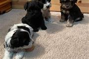 $500 : Best Snauzer puppies for sale thumbnail