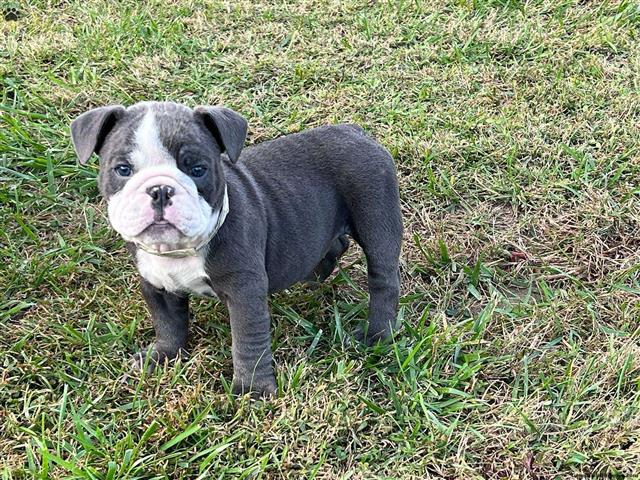 $370 : Beautiful bulldog puppy image 3