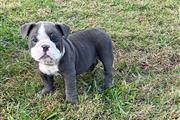 $370 : Beautiful bulldog puppy thumbnail