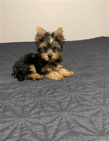 $1200 : Yorkies puppies image 2