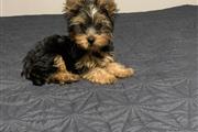 $1200 : Yorkies puppies thumbnail