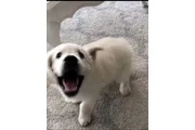 $500 : Golden retriever for adoption thumbnail