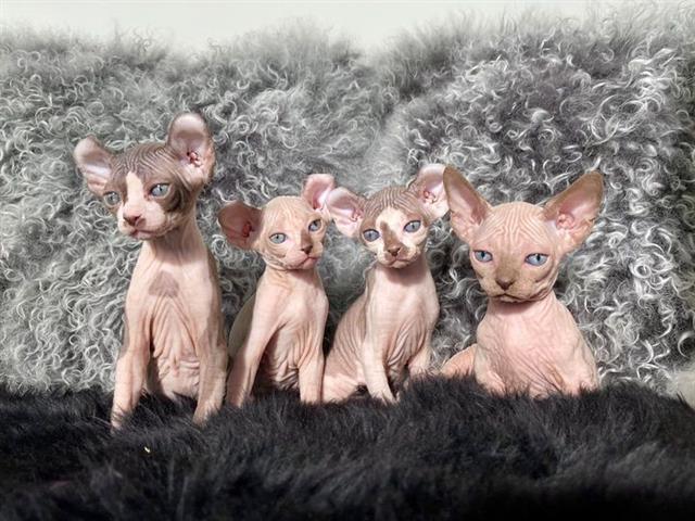 $600 : Male and Female Sphynx kittens image 2