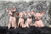 $600 : Male and Female Sphynx kittens thumbnail