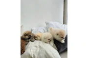 $350 : cachorros pomerania thumbnail