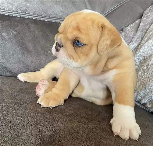 $700 : cachorros de bulldog inglés image 3