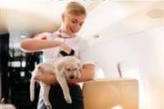 Frontier Airlines Pet Policy en Arlington VA