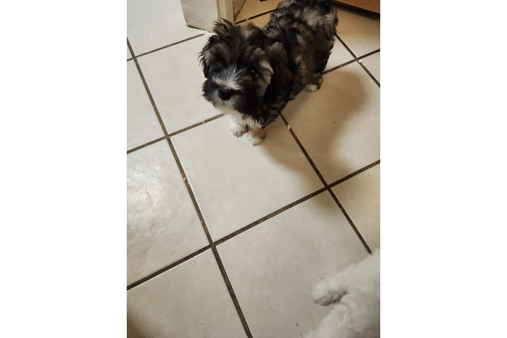 $230 : Tengo cachurras maltés 2 meses image 2