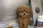 Cute Poodle Puppies For Sale en New York