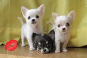 Chihuahuas puppies ready to go en Phoenix