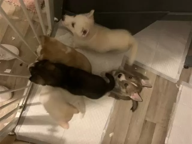 $500 : Siberian husky pups available image 1