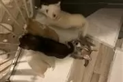 Siberian husky pups available en Virgin Islands