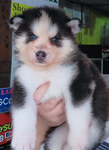 $500 : Siberian Husky Puppies image 3