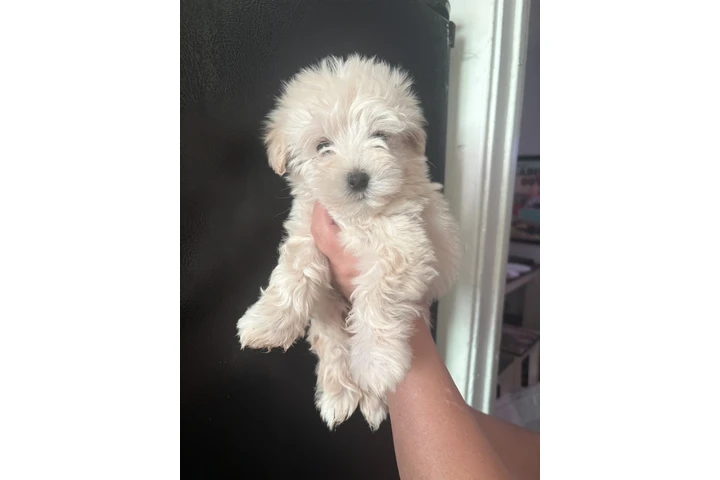 $375 : Maltipoo (lea todo ) image 2