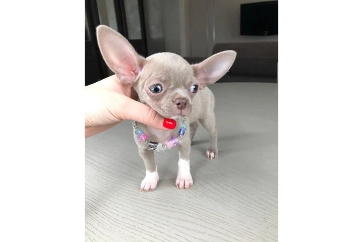$300 : Teacup Chihuahua puppies image 2