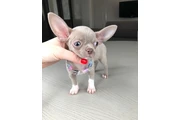 $300 : Teacup Chihuahua puppies thumbnail