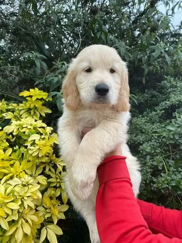 $550 : Female Golden Retrievers Pup image 3