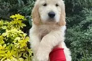 $550 : Female Golden Retrievers Pup thumbnail