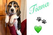 $800 : Beagles puppies Princesss thumbnail