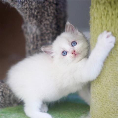 $210 : Ragdolls Kittens for sale image 2