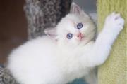 $210 : Ragdolls Kittens for sale thumbnail