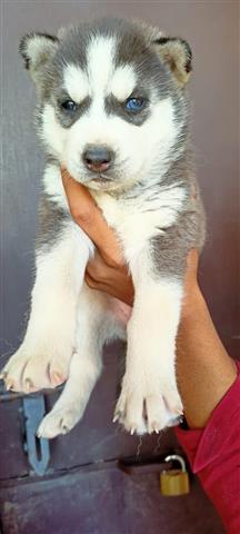 $400 : Beautiful Siberian Husky puppy image 1