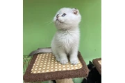 $310 : Scottish Fold For Sale thumbnail